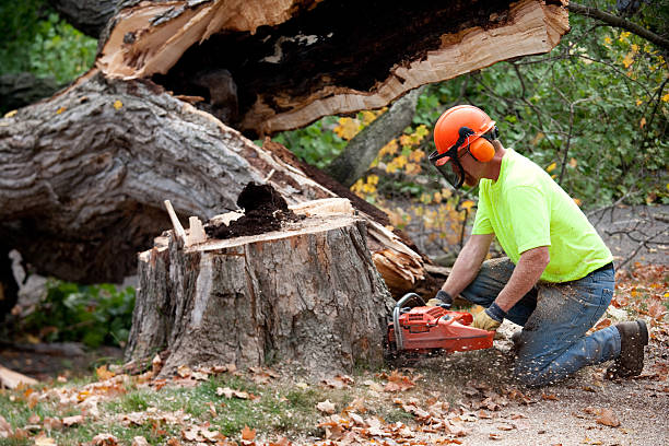 Best Tree Maintenance Programs  in Anamosa, IA