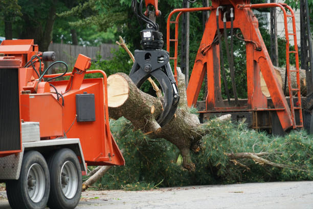 Best Tree Disease Treatment  in Anamosa, IA